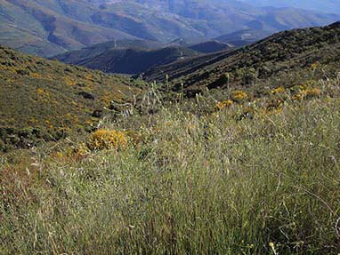 Ruta perimetral medulas