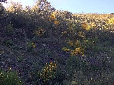 Ruta perimetral medulas