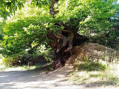 Senda mina romana oro medulas